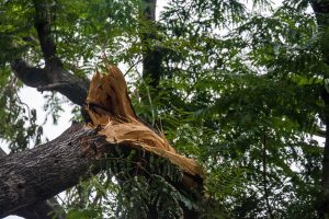 Tree maintenance