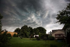 Tree care advice