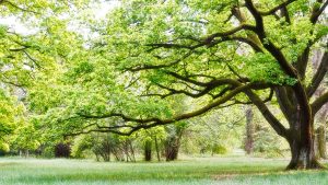 Tree maintenance
