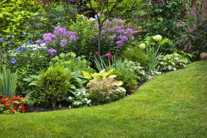 Garden trends and tree care