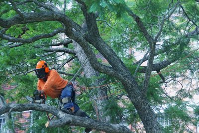 Tree removal in progress