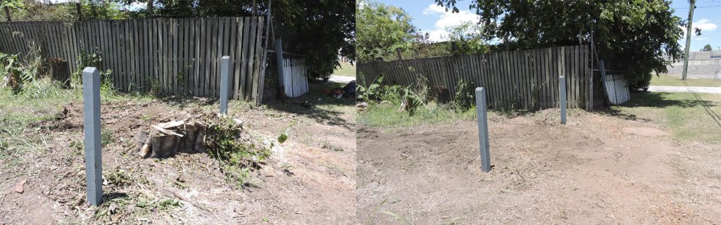 Professional tree services