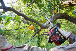 Summer tree maintenance